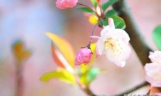 “月下花前何时了”，春花和秋月毕竟有什么联系？干什么？