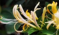 金银花（木本植物）