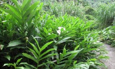 野姜花(生姜开花图片)