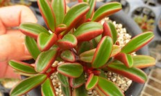 红背椒草夏季好养吗？