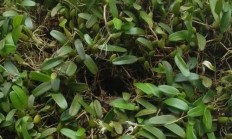 石豆兰盆栽还好吗养？