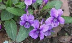 犁头草和蒲公英泡水喝有多大长处？