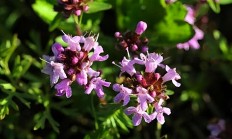 百里香（木本植物）