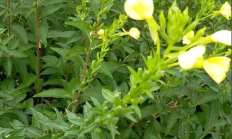 月见草（草本植物）
