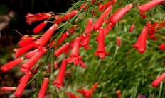爆仗竹（藤本植物）