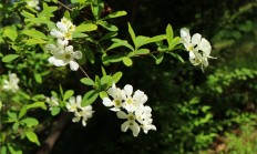 白鹃梅（木本植物）