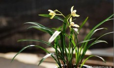 如何经过兰花芦头辩别种类？