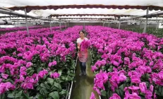 江苏淮阴：科技赋能年宵花 一朵兰花富一