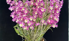 石斛兰（兰科植物）