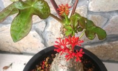 什么木贝海盆栽植物可以在四季流动？