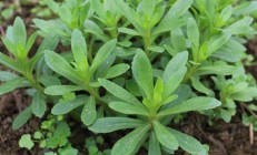 荠荠菜与荠菜一律吗？