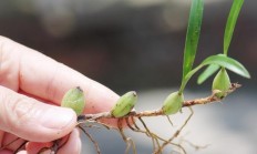图片中是什么是植被？