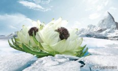 干什么雪莲长在火山上不怕冷，雪莲果莫非不是雪莲花的果子吗？