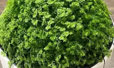翠云草（草本植物）