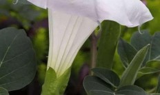月光花（藤本植物）