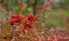 乡村旷野罕见的天竹有什么用途？