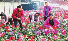 辽阳特色种植开出致富花