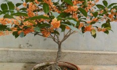 秋天你爱好养啥花？发个图片大师共赏一下？