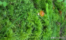 万年藓:万年藓繁衍本领？