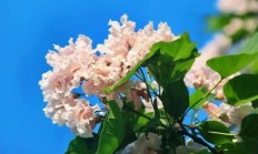 楸树（木本植物）