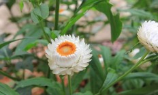 麦秆菊（草本植物）