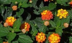 五色梅（木本植物）