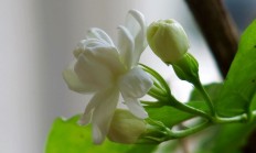 茉莉花的特点，茉莉花图片