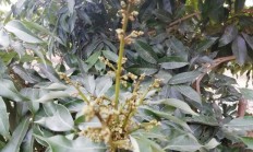 丹荔出花功夫符合浇水吗？