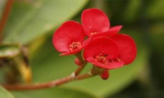春季有哪些着花花期长的植被，所有和缓点时节都能看花的？