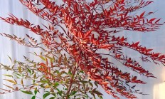 南天竹（木本植物）