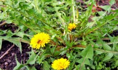 蒲公英（草本植物）