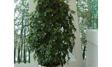 摇钱树（木本植物）