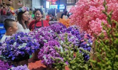 直播电商助力云南“鲜花经济”持续火热