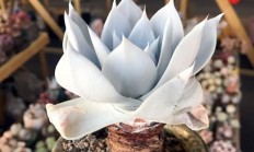 大师都发一张让你入坑多肉的美图吧？