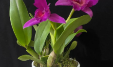 卡特兰（兰科植物）