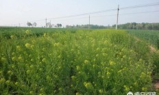 在乡村你见到最美丽的野花是什么花？