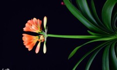 有创新意识、脑洞大的盆栽有哪些？