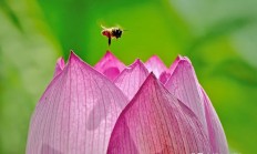 干什么很难见“荷花+蜜蜂”的拍照大作？