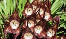 猴面小龙兰（兰科植物）