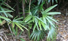 棕竹（木本植物）