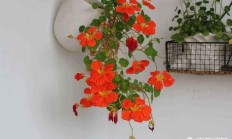 旱金莲是碱性泥土的植被吗？