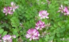 紫花苜蓿是沃田的红花卉吗？