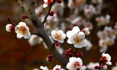 用什么画面本领拍出场面的梅花图片？
