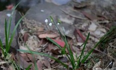夏雪片莲和雪滴花有啥辨别？