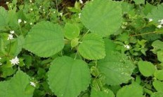 这是什么植物？有什么用，农村把它当药材了？