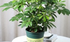 鸭脚木（木本植物）