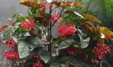 竹节榴莲果花该如何养？