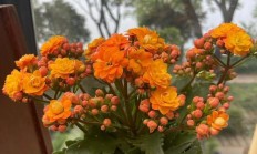 冬日花卉养护：做好 3 点，叶片翠绿不发黄