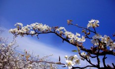 梨花的花语，梨花含义
