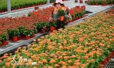 青岛：“花卉经济”助力乡村振兴